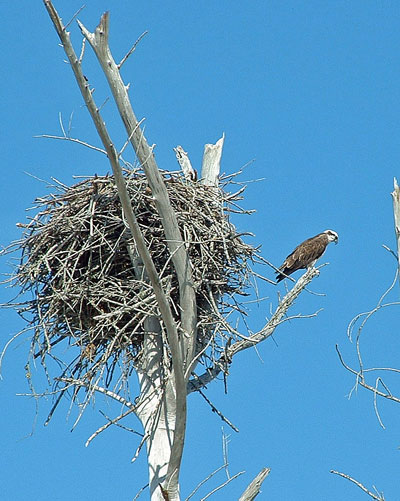 Osprey-and-Nest.jpg
