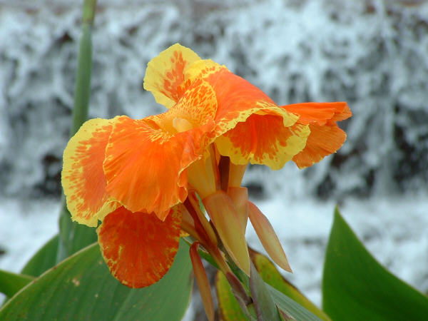 orange-flower.jpg